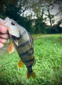 European Perch