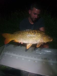 Mirror Carp