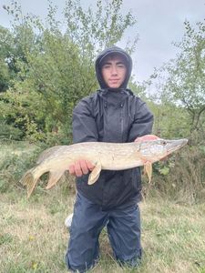 Northern Pike
