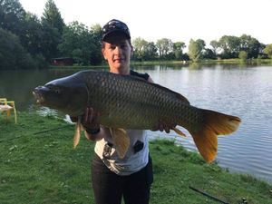 Common Carp