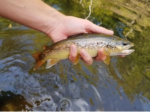 Brown Trout