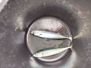 Mackerel