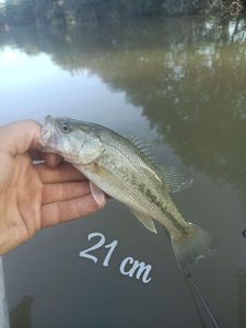 Largemouth Bass