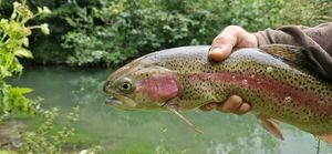 Rainbow Trout