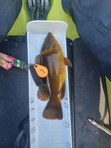 Ballan Wrasse
