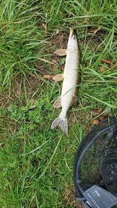 Northern Pike