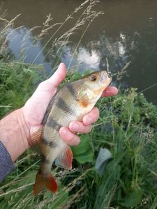 European Perch