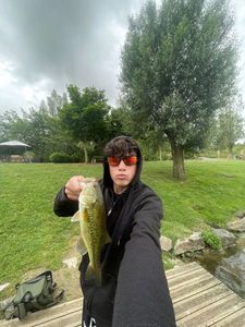 Largemouth Bass