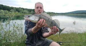 Zander