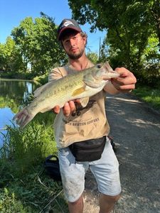 Largemouth Bass