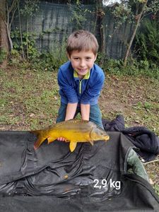 Mirror Carp
