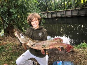 Northern Pike