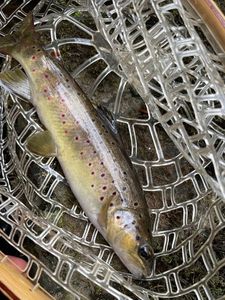 Brown Trout