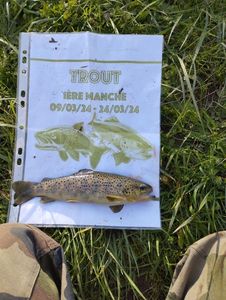 Brown Trout
