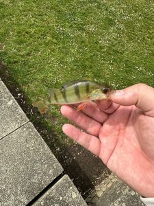 European Perch