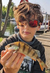 European Perch
