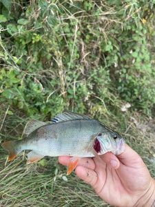 European Perch