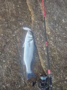 European Bass (Seabass)