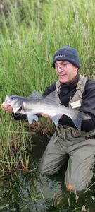 European Bass (Seabass)