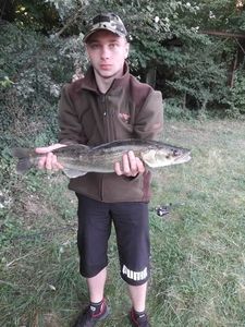 Zander