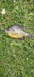 Green Sunfish