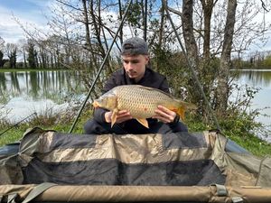 Common Carp