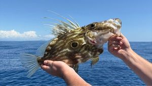 John Dory