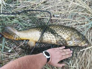 Common Carp