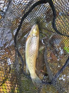 Brown Trout