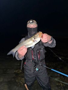 European Bass (Seabass)