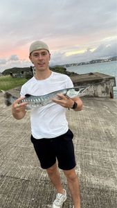 Great Barracuda