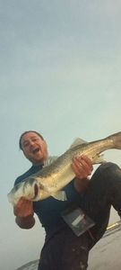 European Bass (Seabass)