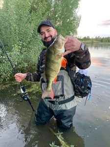 European Perch