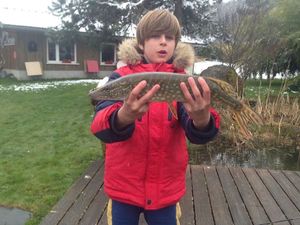 Northern Pike