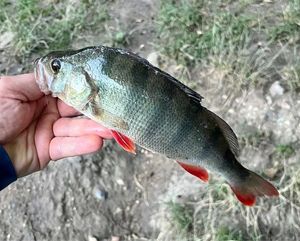 European Perch