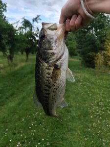Largemouth Bass
