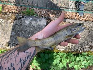 Brown Trout