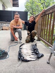 Rainbow Trout