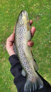 Brown Trout