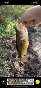 Largemouth Bass