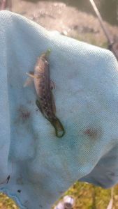 Round Goby