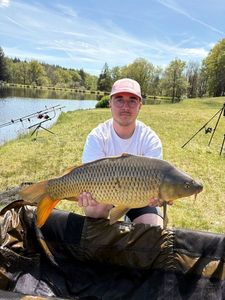 Common Carp