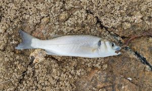 European Bass (Seabass)