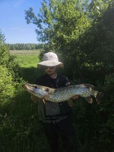 Northern Pike