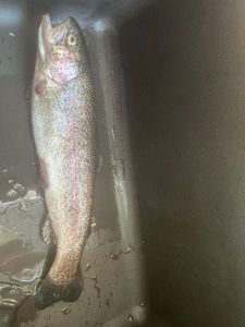 Rainbow Trout