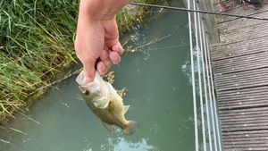 Largemouth Bass