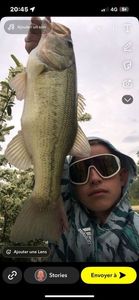 Largemouth Bass
