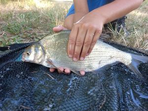 Common Bream