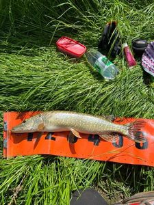 Northern Pike