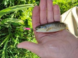 Brown Trout